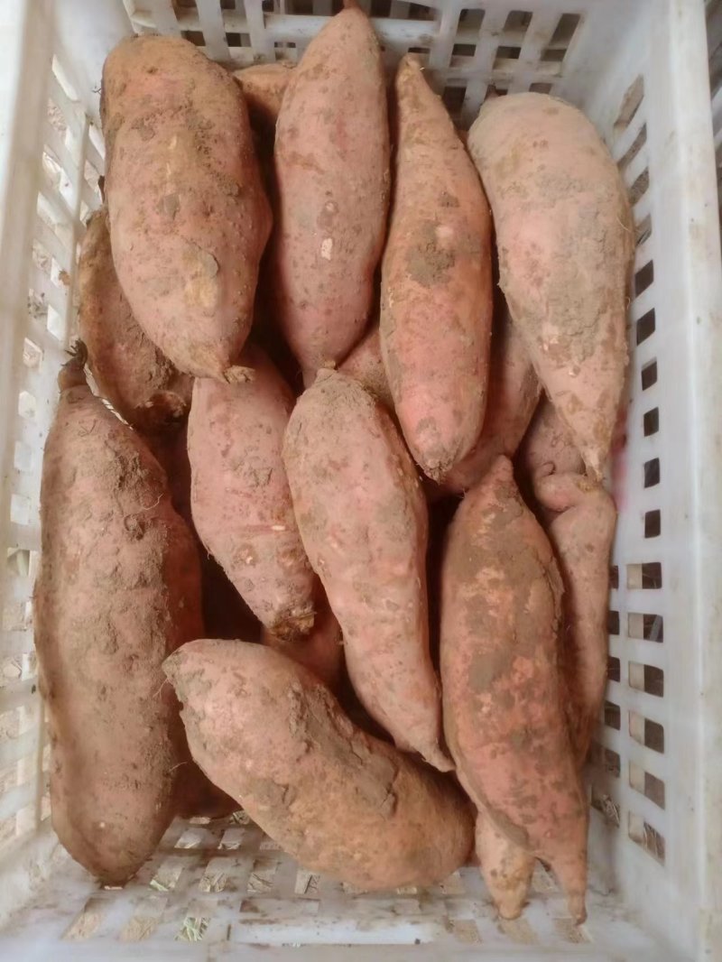 精品红薯大量供应基地直发一手货源各种规格打包欢迎来电咨询