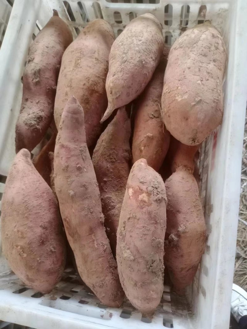 精品红薯大量供应基地直发一手货源各种规格打包欢迎来电咨询