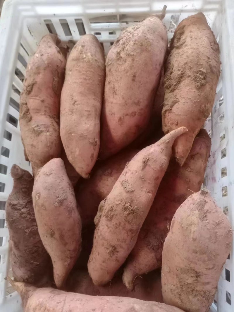 精品红薯大量供应基地直发一手货源各种规格打包欢迎来电咨询