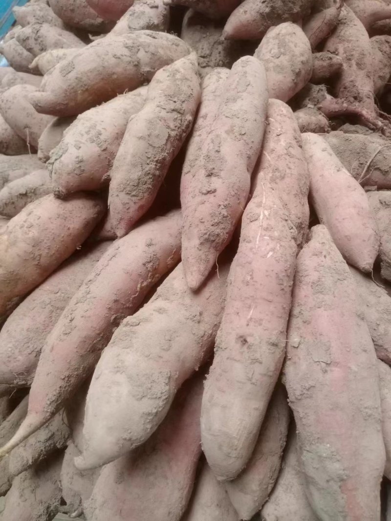 精品红薯大量供应基地直发一手货源各种规格打包欢迎来电咨询