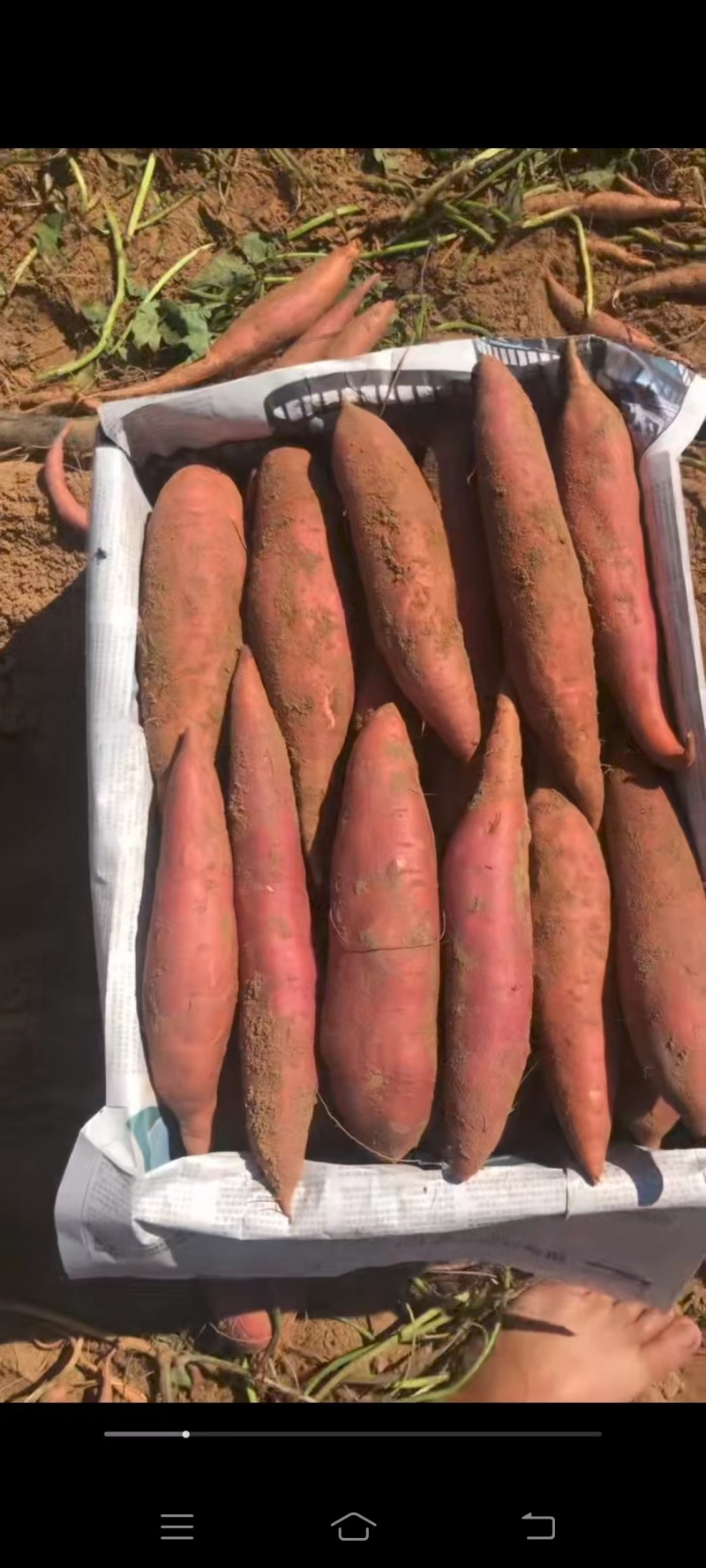 精品红薯大量供应基地直发一手货源各种规格打包欢迎来电咨询