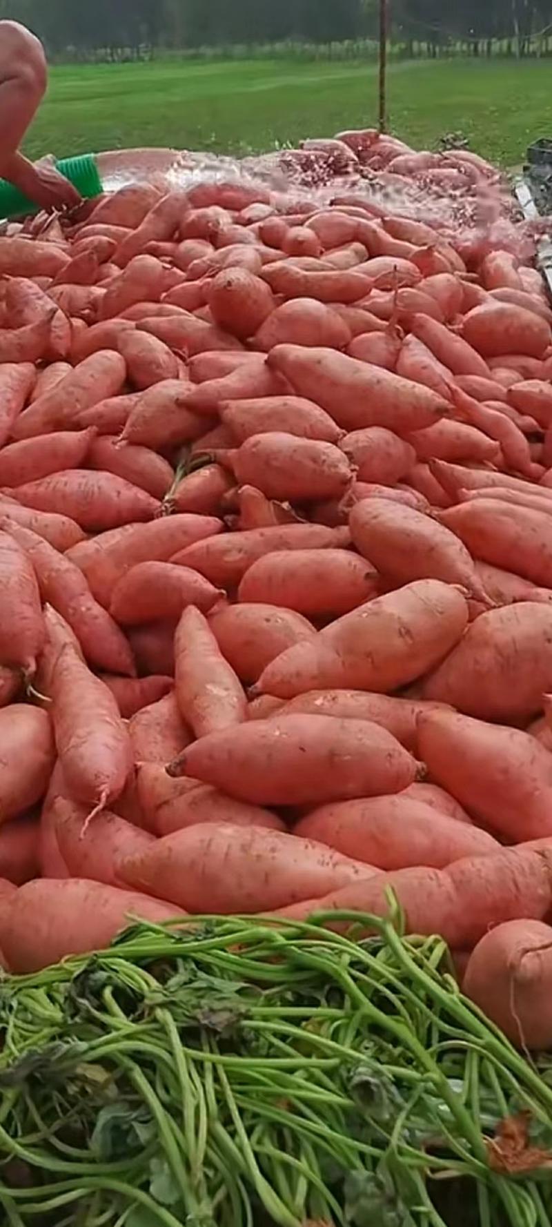 精品红薯大量供应基地直发一手货源各种规格打包欢迎来电咨询