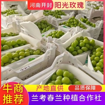 河南开封优质阳光玫瑰葡萄大量有货保质保量可视频看货欢迎电联