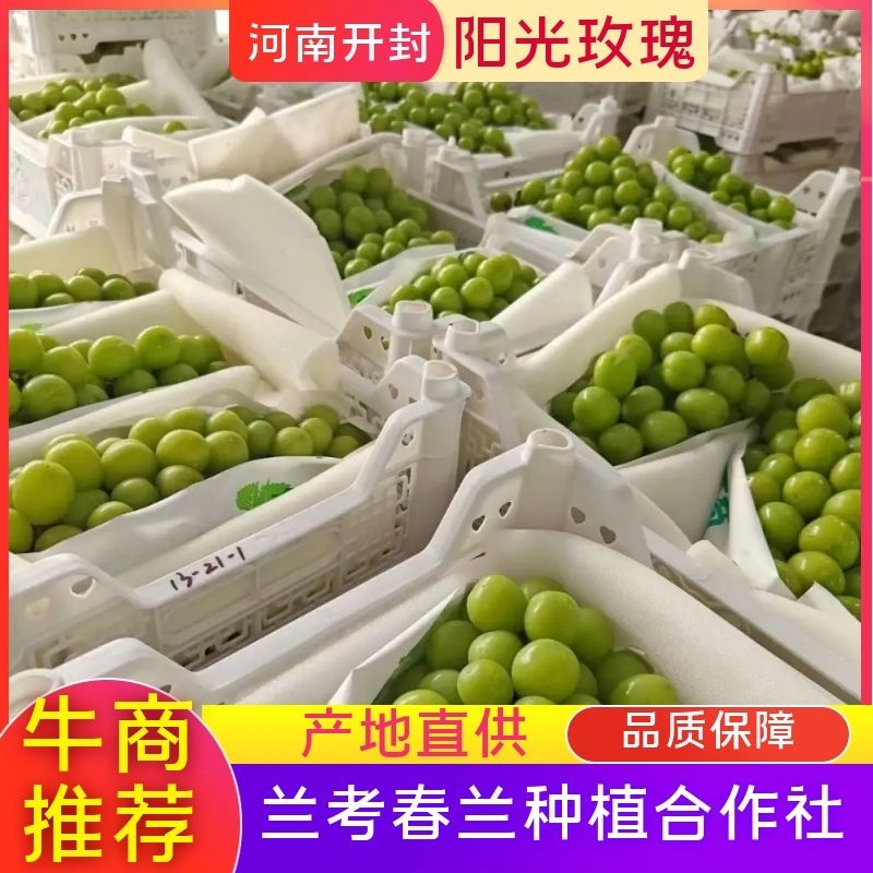 河南开封优质阳光玫瑰葡萄大量有货保质保量可视频看货欢迎电联