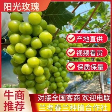河南精品阳光玫瑰葡萄产地直供对接市场量大价优价格来电详谈