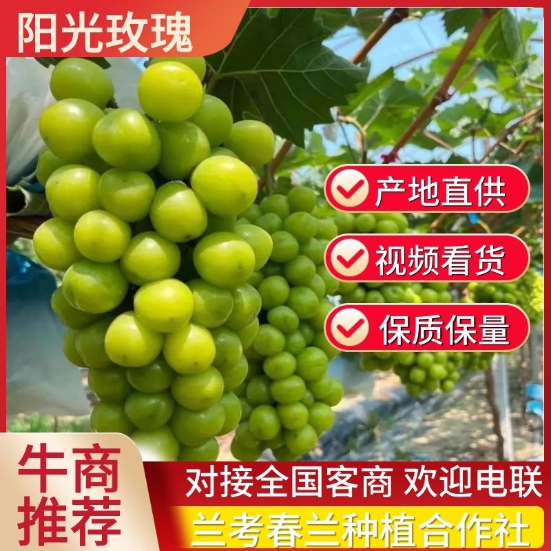 河南精品阳光玫瑰葡萄产地直供对接市场量大价优价格来电详谈