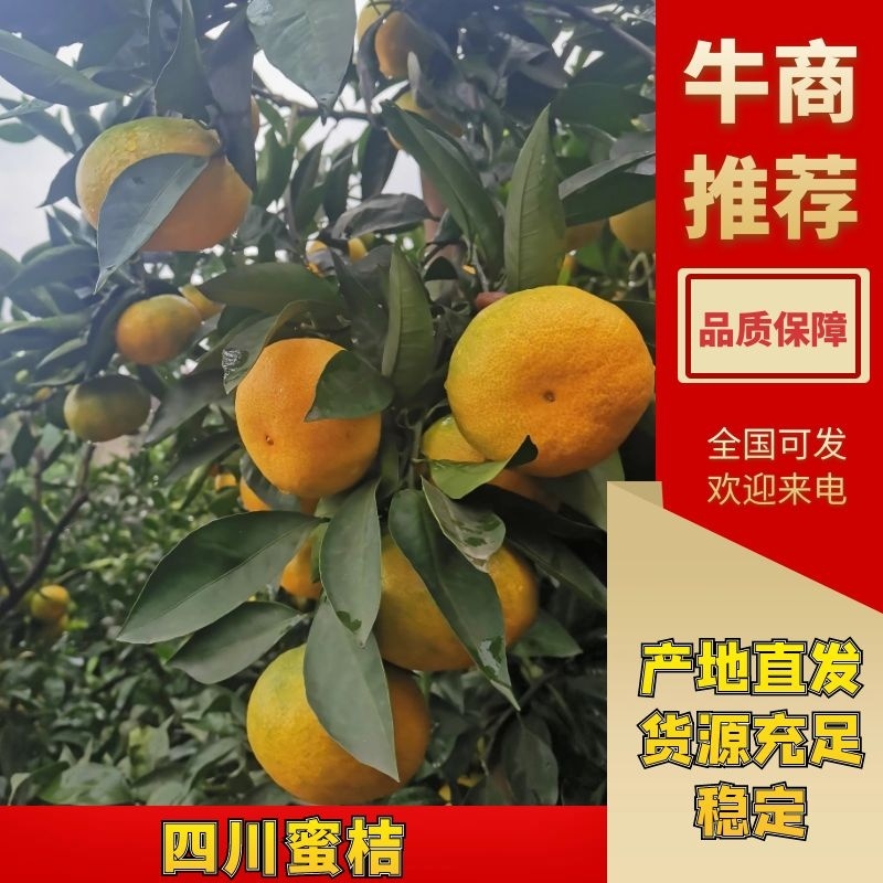 四川蜜桔、特早蜜桔、大量上市、有需要的老板欢迎洽谈。