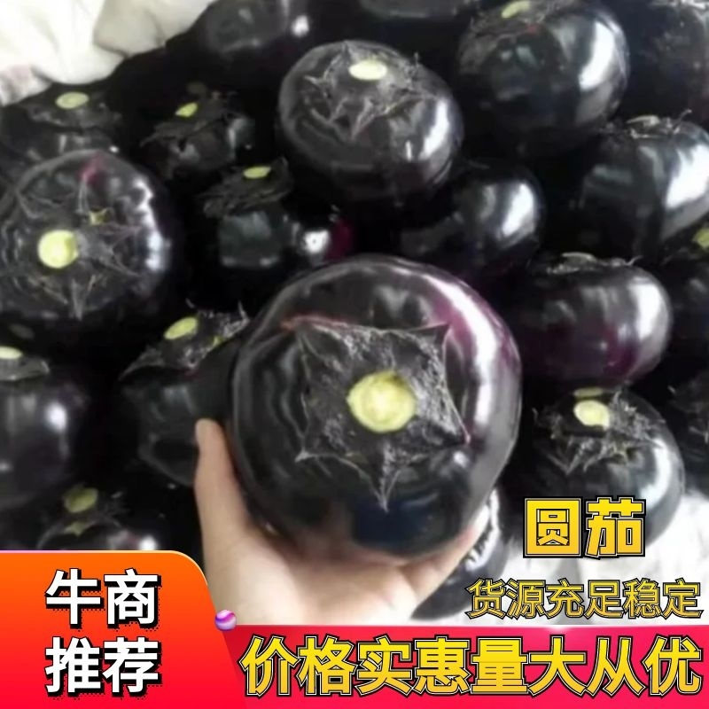 精品圆茄大量上市产地直发可供各大电商平台市场超市
