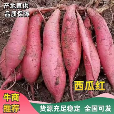 河南内黄烟薯25红薯大量上市对接商超电商欢迎来电