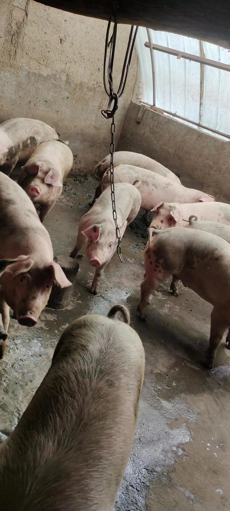 活猪/无猪饲料喂养纯粮食饲养，无任何添加。