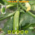 10月播种早熟葫捷利亚秀绿140瓠瓜种籽茭瓜种西葫芦种子