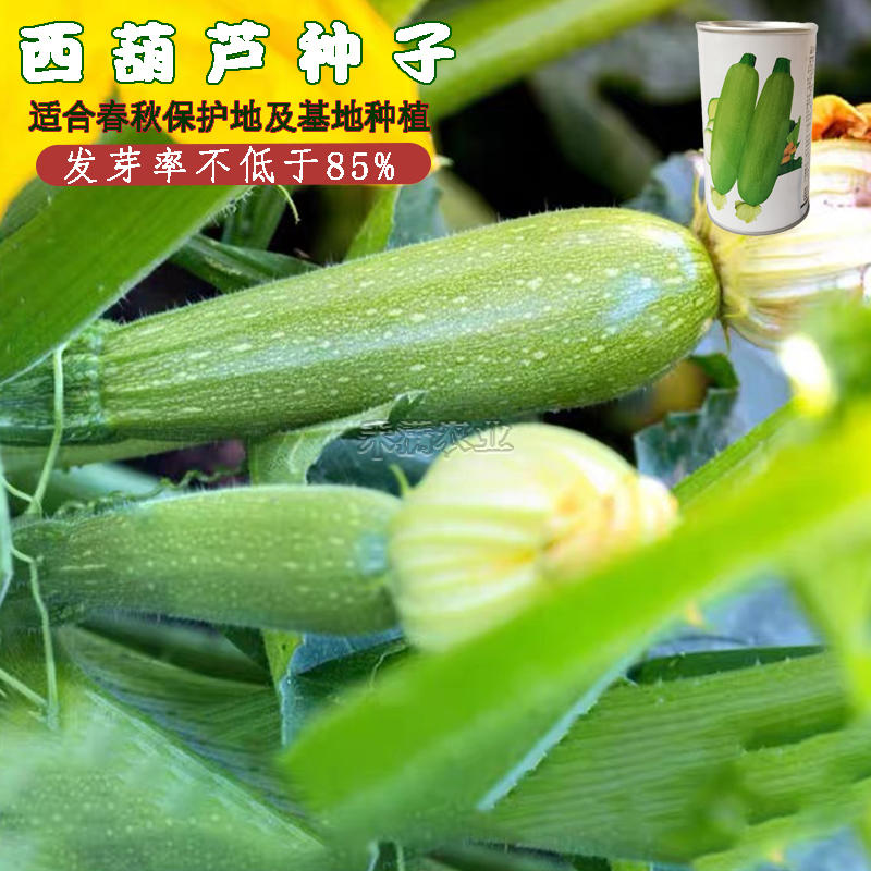 10月播种早熟葫捷利亚秀绿140瓠瓜种籽茭瓜种西葫芦种子