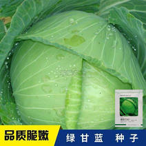 捷甘1343甘蓝种子高品质圆头包心菜种籽春秋四季甘兰种子