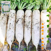 捷如春640越冬白萝卜种子韩国白皮大萝卜种籽秋春季播