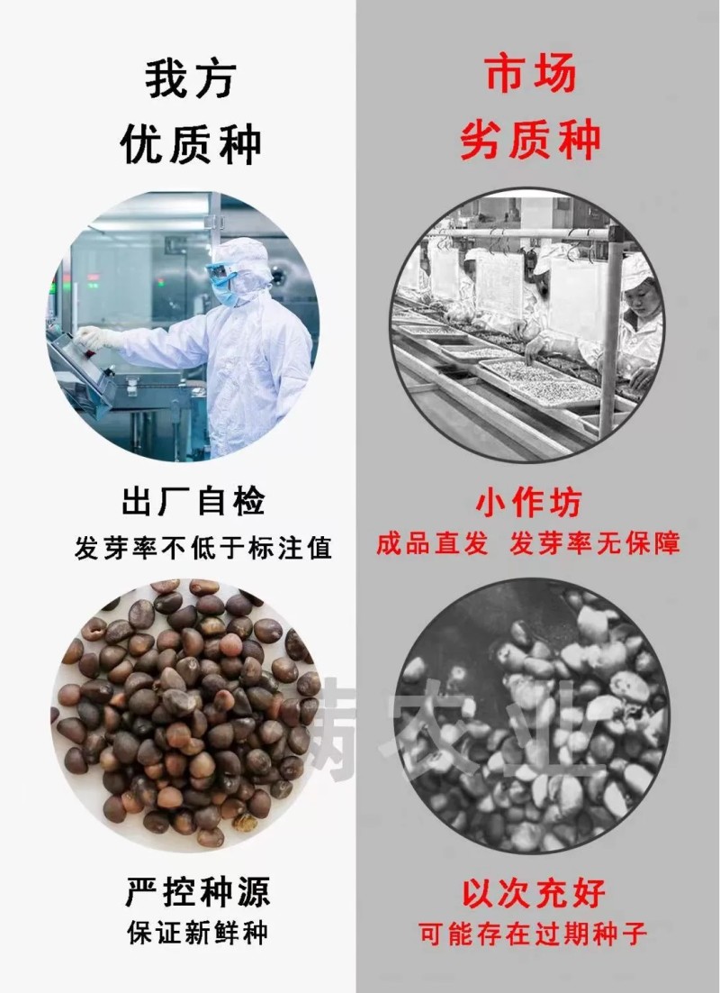 牛心包菜种籽牛心甘蓝种子春丰甘兰种子春秋包菜夏秋四季蔬菜