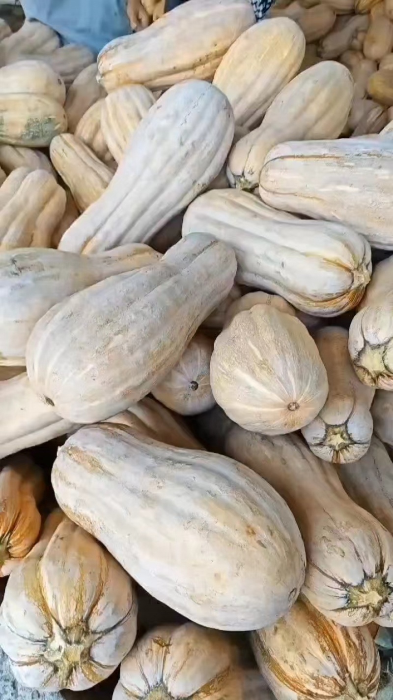 蜜本南瓜新鲜现采鲜货纯黄大量供应，产地发货，
