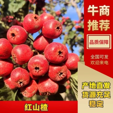 精品歪把红山楂大量上市产地直发对接各大市场欢迎来电
