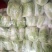 白菜大量现货供应，欢迎各大老板们前来采购