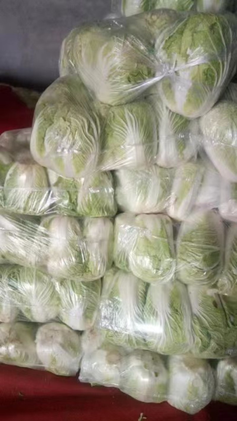 白菜大量现货供应，欢迎各大老板们前来采购