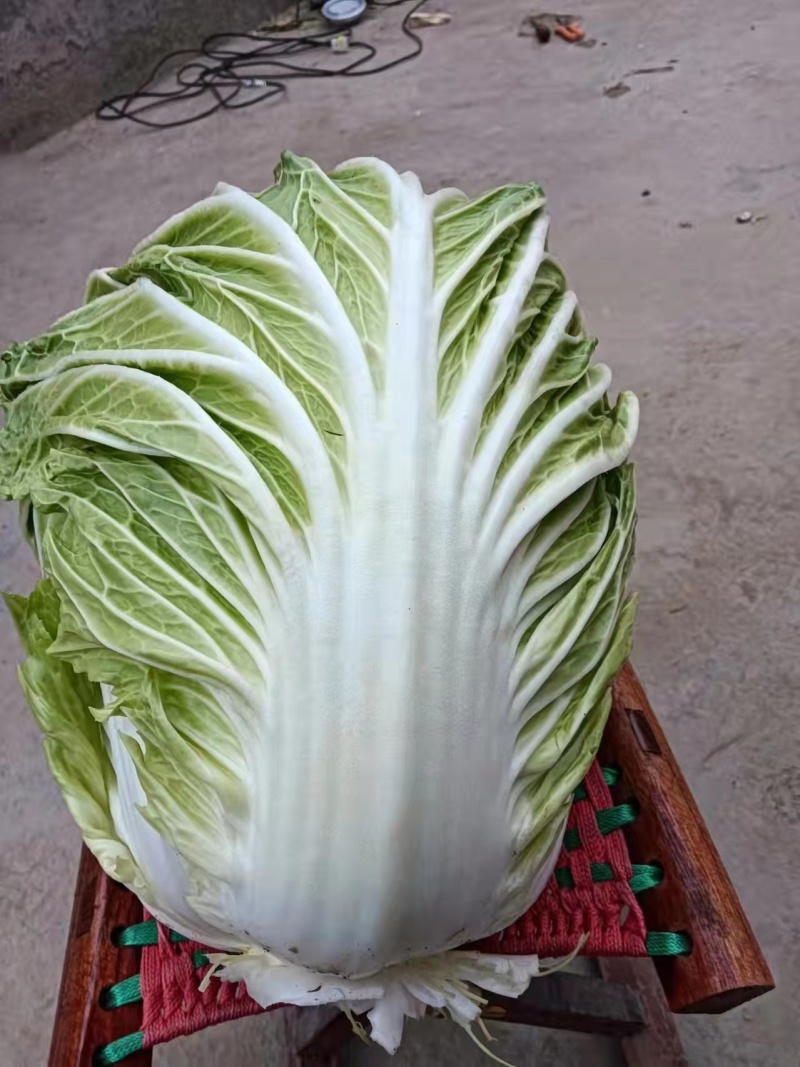 白菜大量现货供应，欢迎各大老板们前来采购