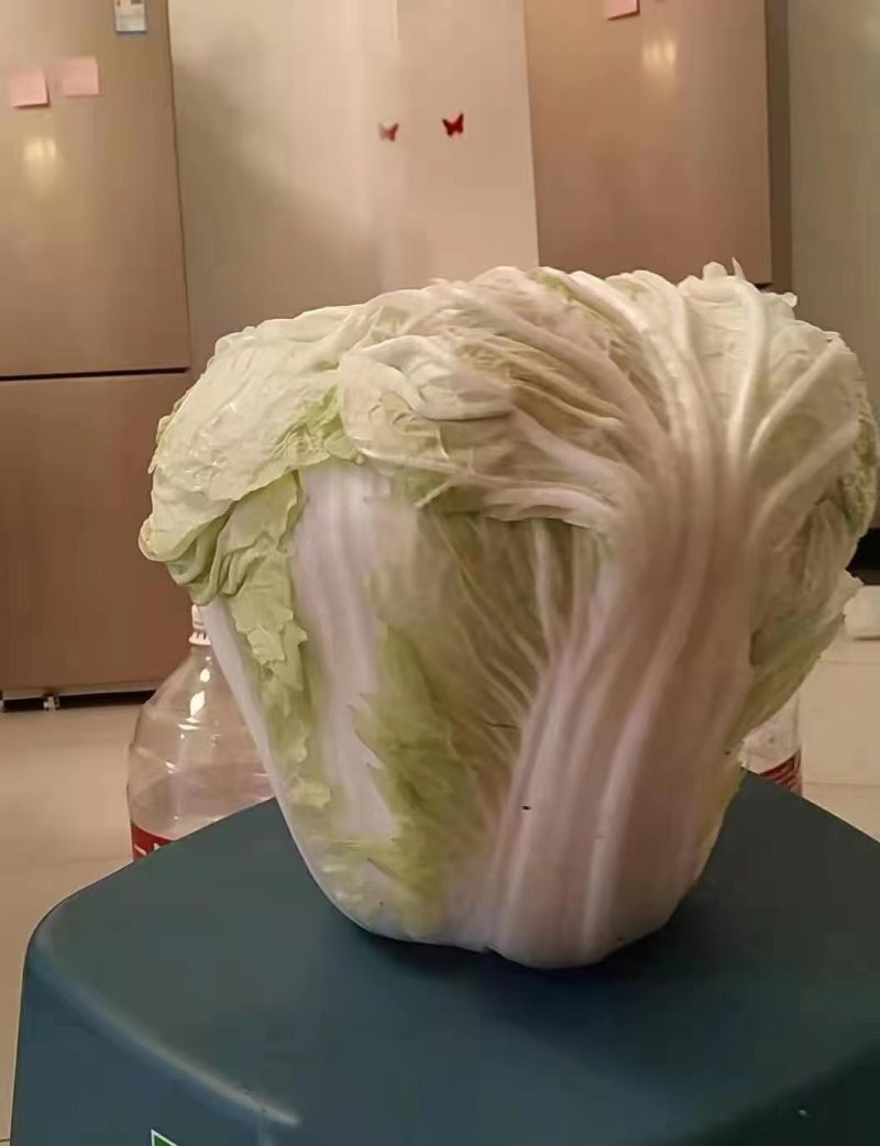 白菜大量现货供应，欢迎各大老板们前来采购