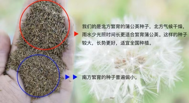 蒲公英种子种籽四季婆婆丁春秋冬季野菜种孑药盆栽蔬菜青菜大全籽