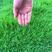 带泥土真草坪草皮四季青果岭草百慕大马尼拉草坪种子草籽庭院绿化