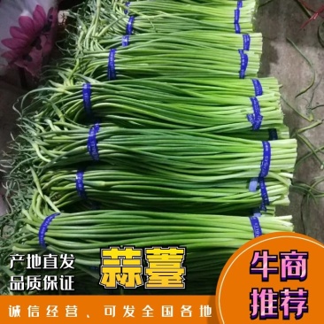 蒜苔金乡红帽蒜苔、专业代收、代存、代销、冷库出租。