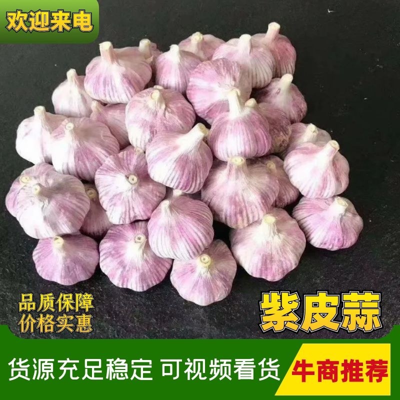 大蒜，金乡大蒜己大量上市。个头大、颜色红。供应电商。