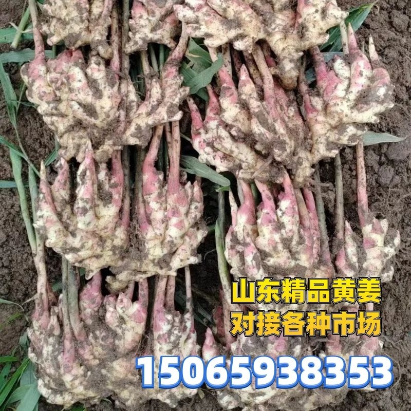 专业对接生姜外贸出口（承接各国生姜出口）供电商～市场批发