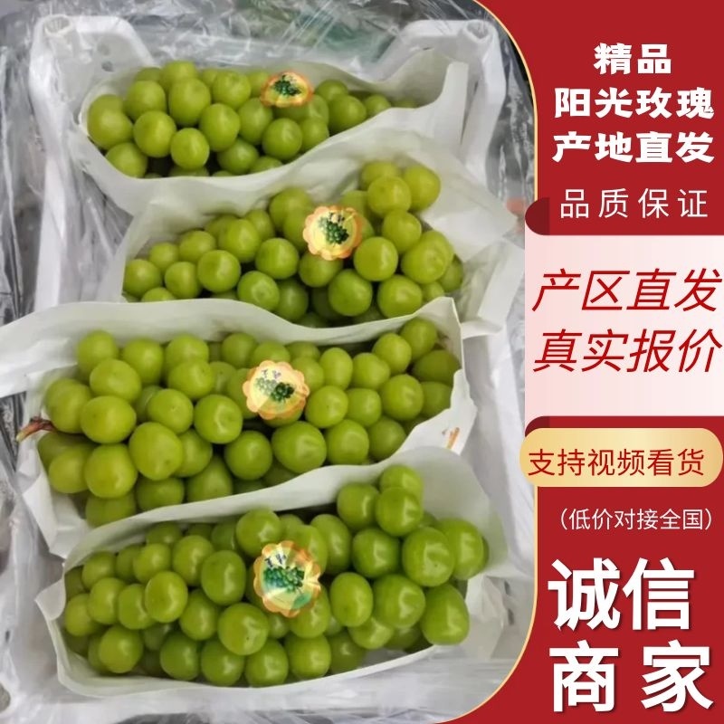 【实力优选】山东阳光玫瑰粒大饱满，大量新鲜供应对接电商
