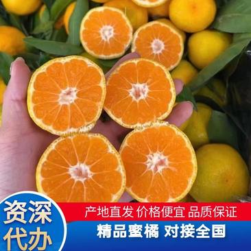 【实力商家】湖北蜜橘产地直发货源充足保证柑橘
