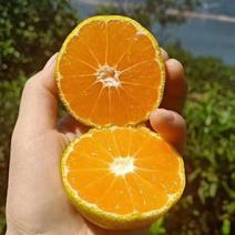 蜜橘大量供应丹江口大芬四号陆续上市量大从优