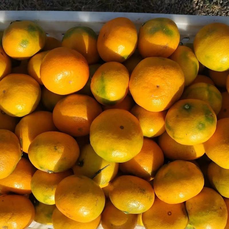 蜜橘大量供应丹江口大芬四号陆续上市量大从优