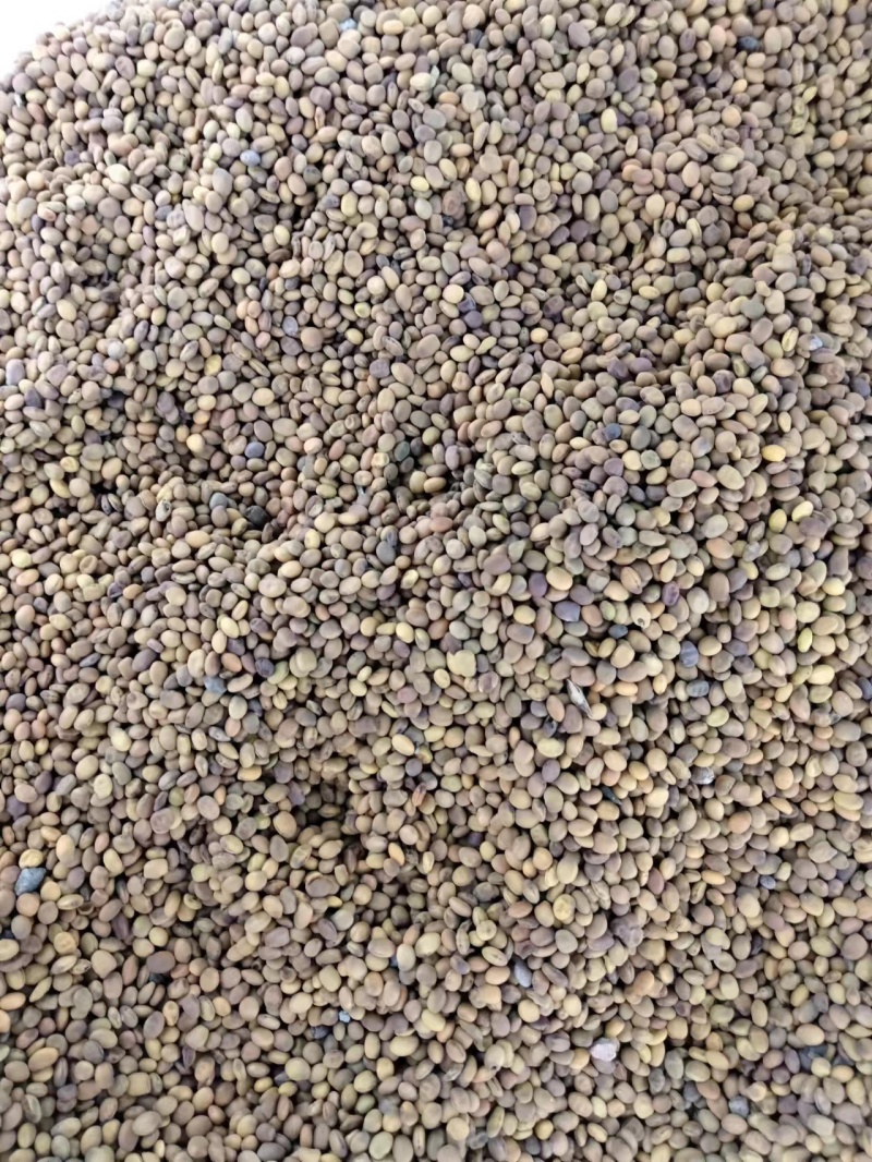新疆苦豆子野生植物大量出售欢迎需求的厂家洽谈来电有优惠