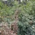 新疆苦豆子野生植物大量出售欢迎需求的厂家洽谈来电有优惠