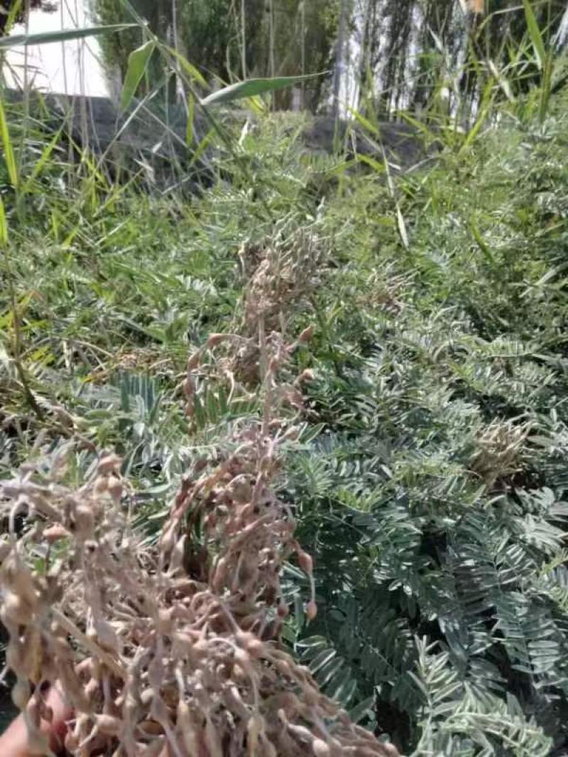 新疆苦豆子野生植物大量出售欢迎需求的厂家洽谈来电有优惠