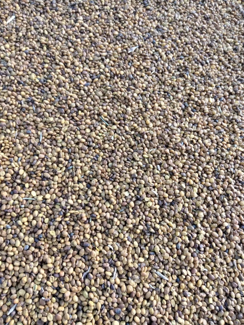 新疆苦豆子野生植物大量出售欢迎需求的厂家洽谈来电有优惠