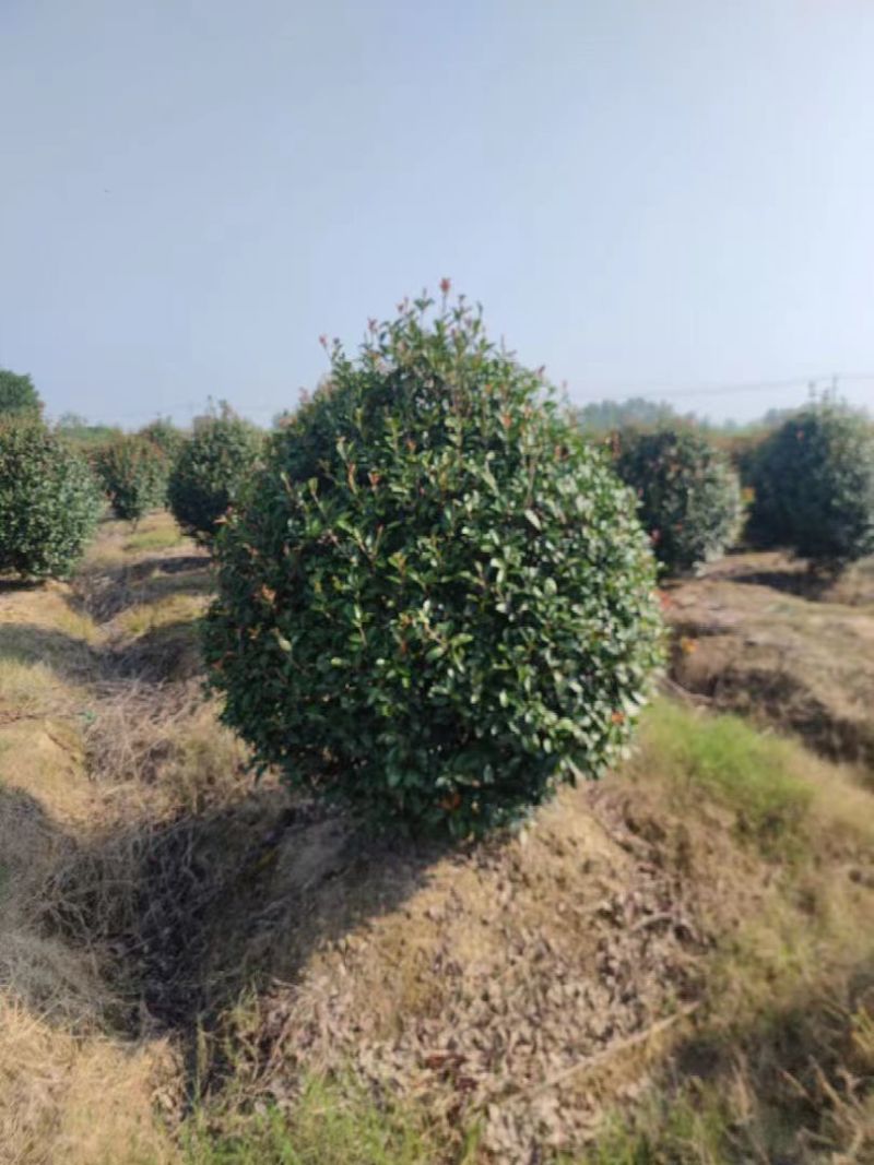 精品【红叶石楠球】自家种植物美价廉诚信商家咨询有惊喜