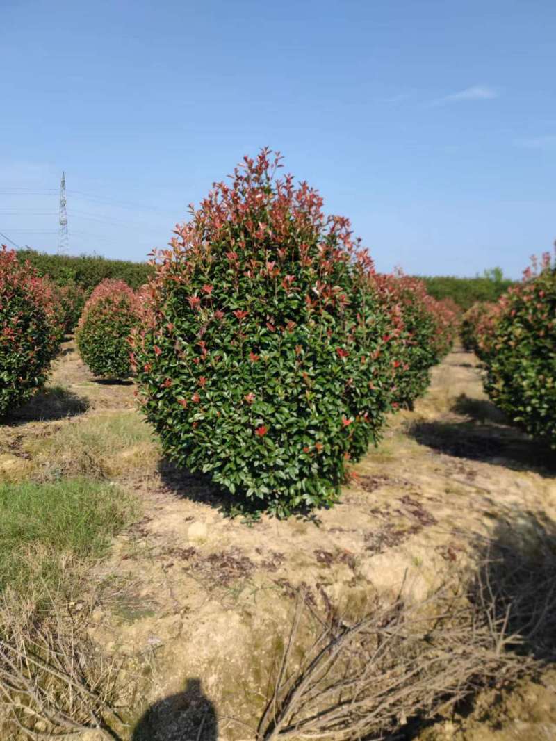 精品【红叶石楠球】自家种植物美价廉诚信商家咨询有惊喜