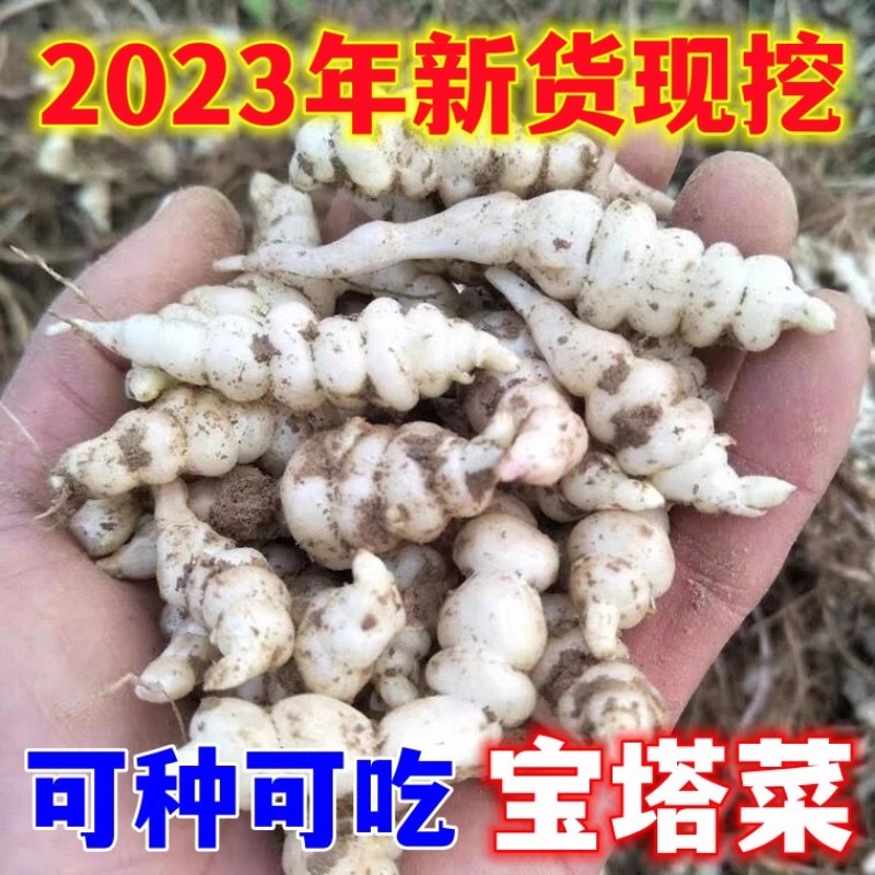 现挖螺丝菜地蚕地环新鲜地牯牛宝塔菜玉珠草地梨地溜子菜种子