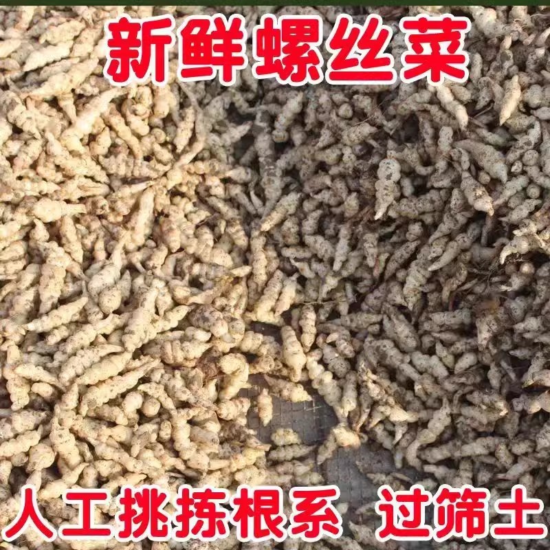 现挖螺丝菜地蚕地环新鲜地牯牛宝塔菜玉珠草地梨地溜子菜种子