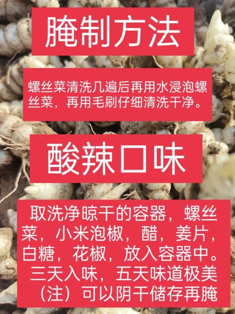 现挖螺丝菜地蚕地环新鲜地牯牛宝塔菜玉珠草地梨地溜子菜种子