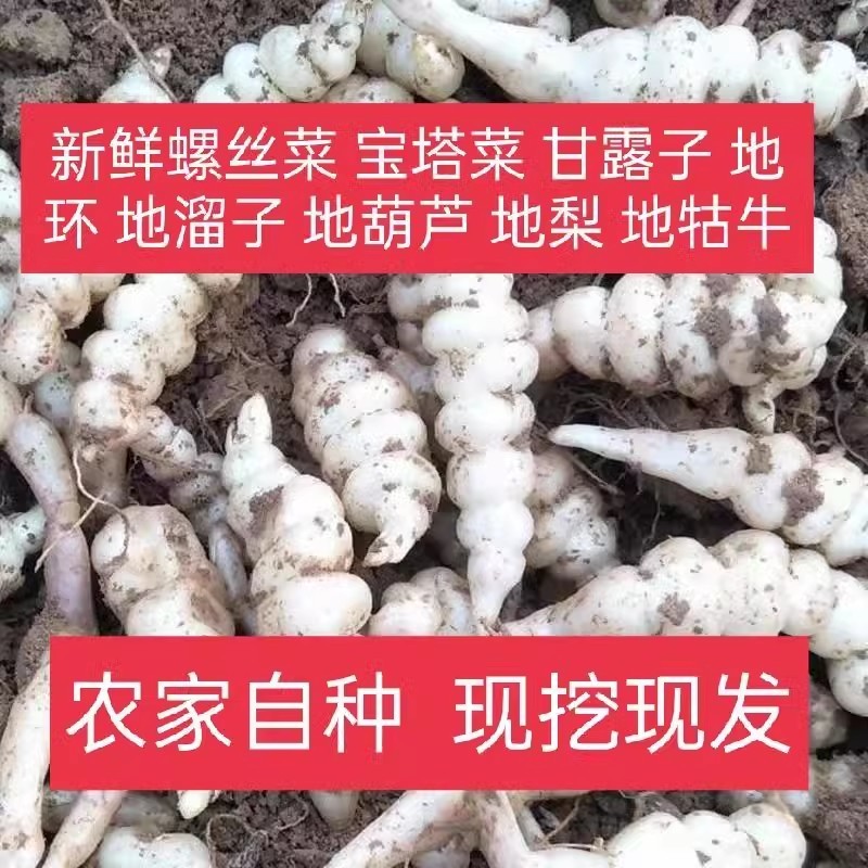 现挖螺丝菜地蚕地环新鲜地牯牛宝塔菜玉珠草地梨地溜子菜种子