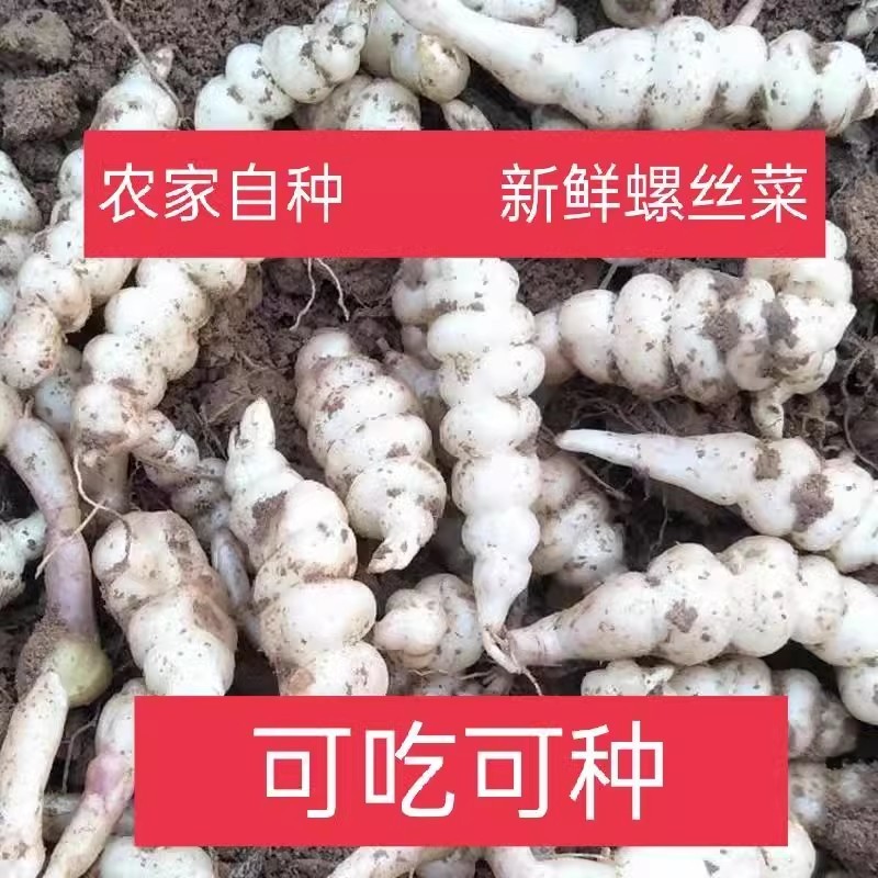 现挖螺丝菜地蚕地环新鲜地牯牛宝塔菜玉珠草地梨地溜子菜种子
