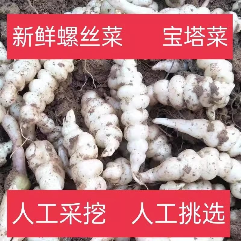 现挖螺丝菜地蚕地环新鲜地牯牛宝塔菜玉珠草地梨地溜子菜种子