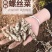 现挖螺丝菜地蚕地环新鲜地牯牛宝塔菜玉珠草地梨地溜子菜种子