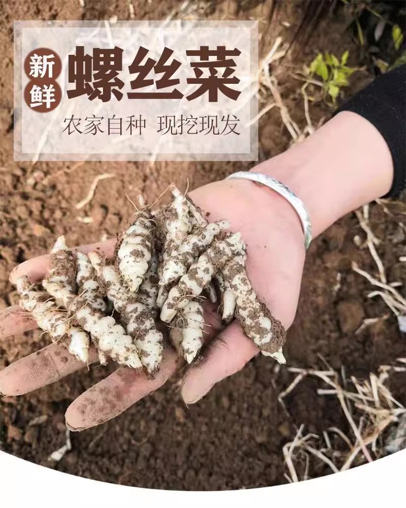 现挖螺丝菜地蚕地环新鲜地牯牛宝塔菜玉珠草地梨地溜子菜种子