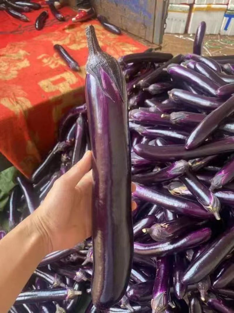 广茄紫长茄河南博爱茄子供应电商市场商超食堂加工厂