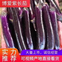 河南焦作紫长茄广茄电商市场商超加工厂外贸